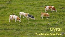  Presentation with grazing - Presentation enhanced with cows grazing on an alpine background and a tawny brown colored foreground