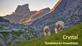  Presentation with grazing - Amazing presentation design having cows grazing on an alpine backdrop and a tawny brown colored foreground