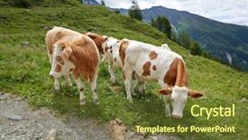  Presentation with dairy cows or buffalo - Slide deck with cows grazing on an alpine background and a  colored foreground