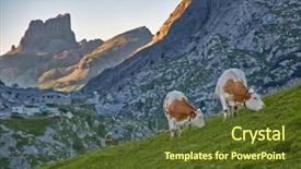  Presentation with dairy cows or buffalo - Amazing slides having cows grazing on an alpine backdrop and a tawny brown colored foreground