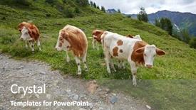  Presentation with grazing - PPT theme having cows grazing on an alpine background and a  colored foreground
