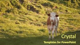  Presentation with holstein cows at dairy farm - Presentation featuring cows grazing on an alpine background and a  colored foreground