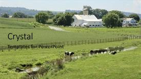  Presentation with cattle beef - Amazing theme having cows grazing on farm backdrop and a seafoam green colored foreground