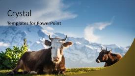  Presentation with green pastures - PPT theme featuring cows grazing on fresh background and a teal colored foreground