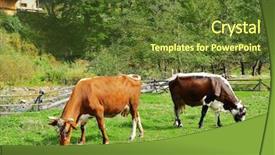  Presentation with cow cute - Colorful PPT layouts enhanced with cows grazing on green grass backdrop and a tawny brown colored foreground