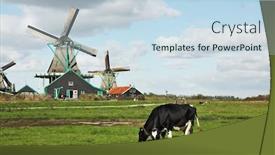  Presentation with grazing - PPT layouts enhanced with cows grazing on lush grass not far from the windmills charming dutch pastoral background and a sky blue colored foreground