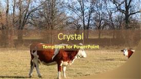  Presentation with pasture - Slides enhanced with cows-grazing-on-pasture-autumn background and a tawny brown colored foreground