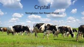  Presentation with pasture - Slide set consisting of cows grazing on pasture background and a light blue colored foreground