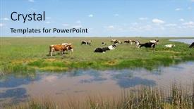  Presentation with pasture - PPT theme featuring cows grazing on pasture background and a light blue colored foreground