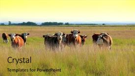  Presentation with pasture - PPT theme featuring cows grazing on pasture background and a gold colored foreground