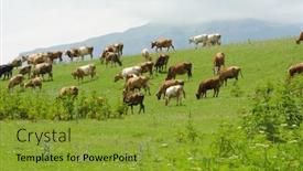  Presentation with grazing - PPT theme consisting of cows grazing on the green background and a gold colored foreground