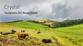  Presentation with pasture - Slide deck featuring cows-grazing-on-the-pasture background and a light gray colored foreground