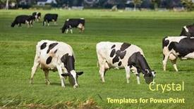  Presentation with grazing - Slides having cows grazing the fresh grass background and a tawny brown colored foreground