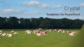  Presentation with grazing - Beautiful theme featuring cows-grazing-the-fresh-grass backdrop and a light blue colored foreground