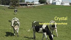  Presentation with grazing - Cool new PPT theme with cows grazing upstate ny backdrop and a  colored foreground