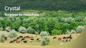  Presentation with dairy cows or buffalo - Slide set consisting of cows herd grazing at meadow background and a ocean colored foreground