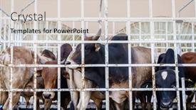  Presentation with friday - Slide deck featuring cows-in-a-cattle-truck background and a lemonade colored foreground