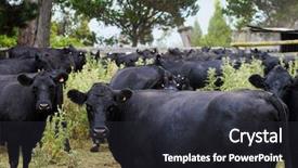  Presentation with corral reef - Theme having cows in a corral looking background and a  colored foreground