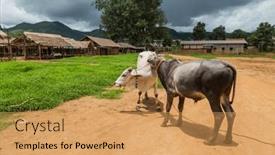  Presentation with myanmar bagan - Presentation design consisting of cows-in-a-small-village background and a yellow colored foreground