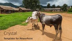  Presentation with myanmar bagan - Theme having cows-in-a-small-village background and a coral colored foreground