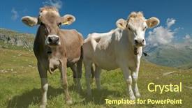  Presentation with alpine - Audience pleasing PPT layouts consisting of cows in alpine landscape backdrop and a tawny brown colored foreground