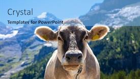 Presentation with alps - Slides having cows-in-alps-in-swiss background and a light blue colored foreground