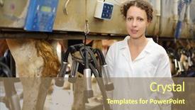  Presentation with farm - Presentation design featuring cows in big farm background and a coral colored foreground