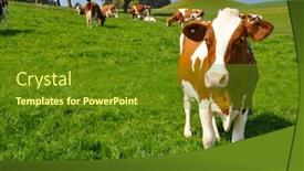  Presentation with region - Presentation theme having cows in emmental region switzerland background and a tawny brown colored foreground