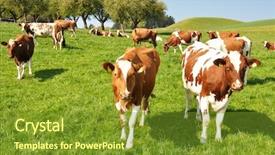  Presentation with switzerland - Presentation theme with cows in emmental region switzerland background and a tawny brown colored foreground
