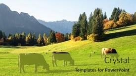  Presentation with alps - Presentation theme with cows-in-italian-dolomite-alps background and a gold colored foreground