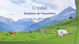  Presentation with pasture - Presentation theme having cows-in-pasture-on-alpine background and a sky blue colored foreground