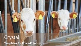  Presentation with farm - Beautiful theme featuring cows-in-the-farm-stall backdrop and a violet colored foreground