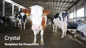  Presentation with dairy cow - Presentation theme having cows in the hangar background and a tawny brown colored foreground