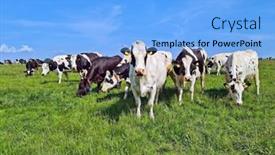  Presentation with meadow - Slides with cows-in-the-meadow background and a light blue colored foreground