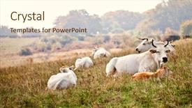  Presentation with pasture - Cool new presentation with cows in the pasture view backdrop and a cream colored foreground
