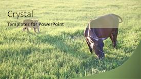  Presentation with cow - Presentation theme having cows-is-eating-grass background and a blonde colored foreground