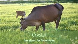 Presentation with cow - Slide deck with cows-is-eating-grass background and a seafoam green colored foreground