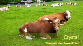  Presentation with meadow - Beautiful presentation theme featuring cows laying down on the meadow backdrop and a tawny brown colored foreground
