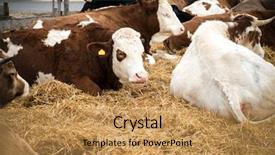  Presentation with rest - Colorful PPT theme enhanced with bull pen - cows lying on the ground backdrop and a coral colored foreground