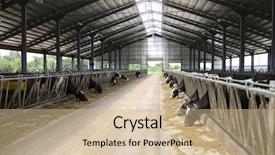  Presentation with dairy farm - Slide deck consisting of cows on a dairy farm background and a coral colored foreground