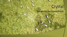  Presentation with farm - Colorful PPT theme enhanced with cows on a farm backdrop and a yellow colored foreground