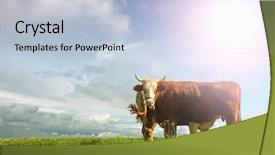  Presentation with meadow - PPT theme having cows on a green summer background and a  colored foreground