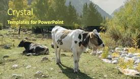  Presentation with green mountains - Slides featuring cows-on-a-green-summer and a  colored foreground