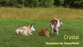  Presentation with pasture - Presentation design with cows-on-a-mountain-pasture background and a tawny brown colored foreground