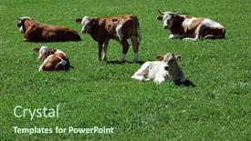 Presentation with meadow - PPT theme consisting of cows-on-meadow-looking background and a tawny brown colored foreground
