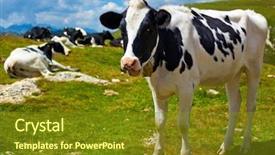  Presentation with cow - PPT theme having cows on mountain meadow focus on front cow background and a tawny brown colored foreground
