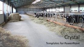  Presentation with dairy farm - Beautiful presentation design featuring cows on the dairy farm backdrop and a light gray colored foreground