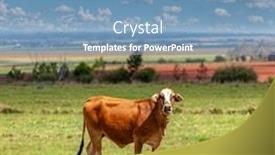  Presentation with pasture - Cool new presentation theme with cows-on-the-green-pasture backdrop and a teal colored foreground