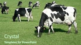  Presentation with cow milk - Presentation design enhanced with cows on the meadow fresian background and a tawny brown colored foreground