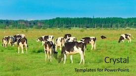  Presentation with cow milk - PPT theme with cows producing milk view background and a gold colored foreground